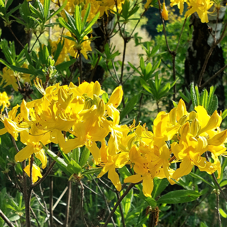 Желтые рододендроны фото Кисловодск