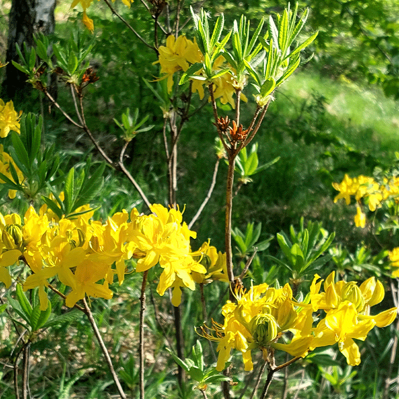 Желтые рододендроны кусты фото Кисловодск