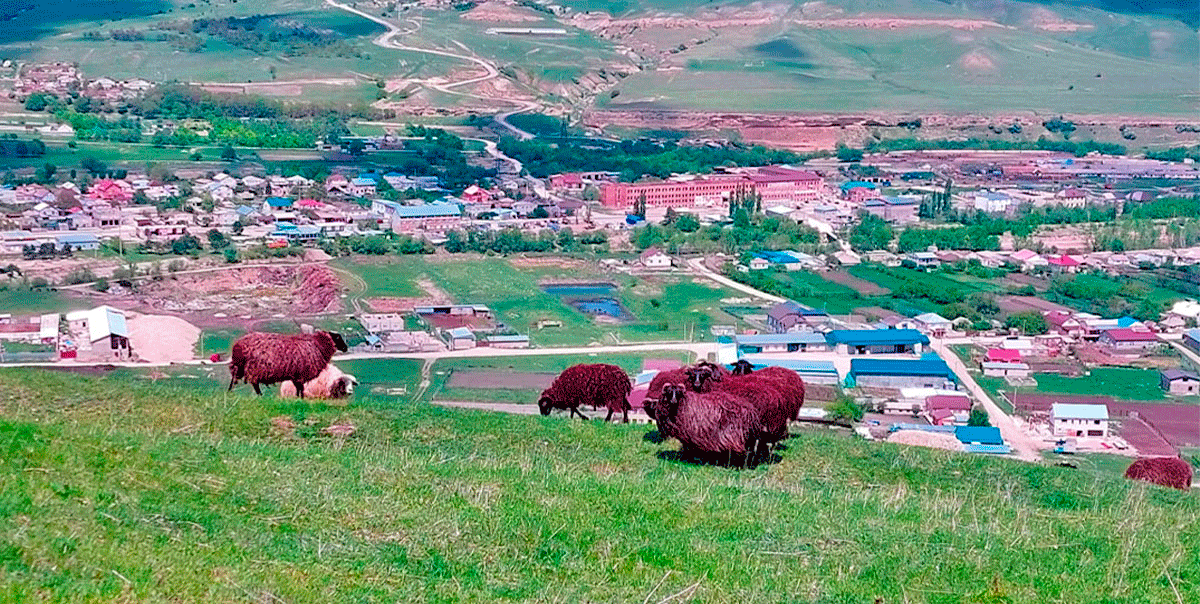 Местные Гора бараны город