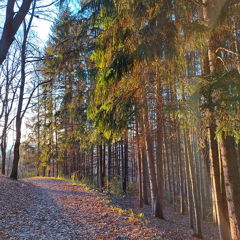 Хвойная аллея