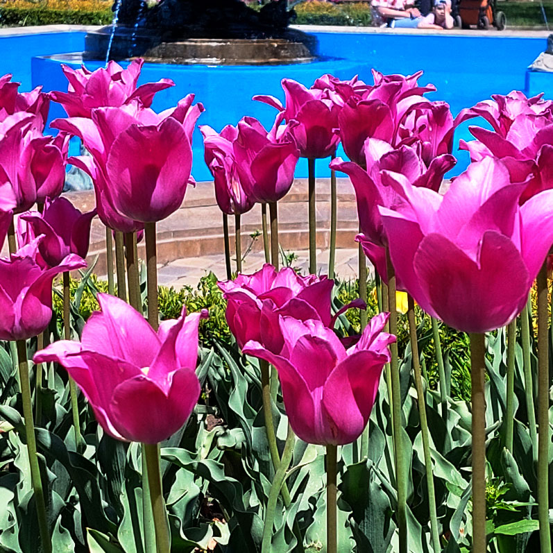 Кисловодск розовые тюльпаны