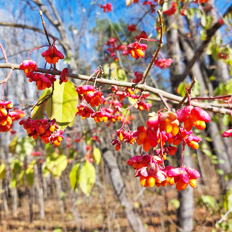 Цветущий бересклет Бересклет Кисловодск осень