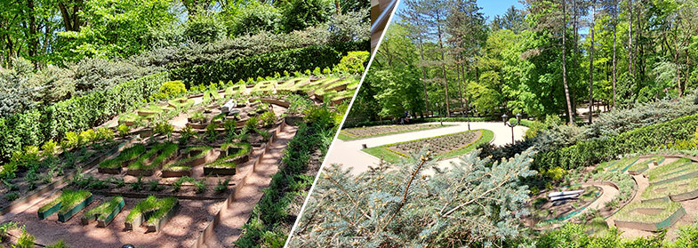 Гордость Кисловодского парка! Кисловодск цветы парк