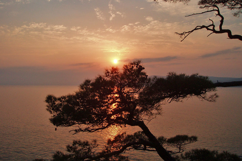 Крым дерево закат море