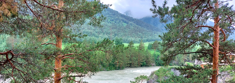 Алтай лес река Катунь