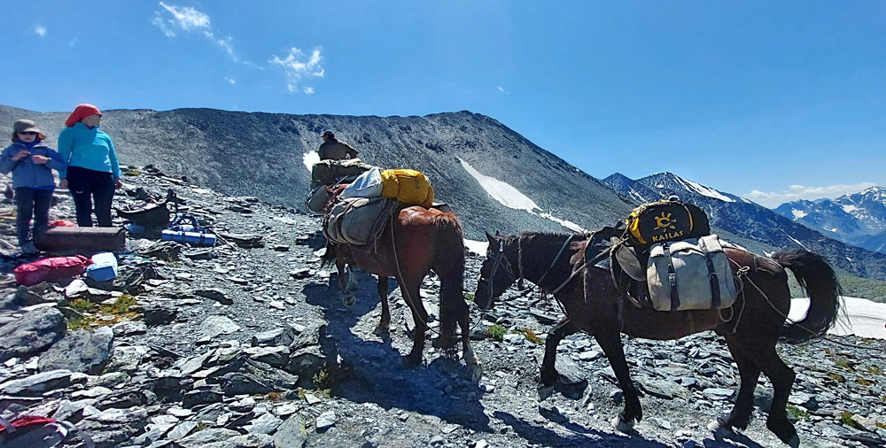 Лошади везут груз туристов Алтай лошади перевал Кара-Тюрек