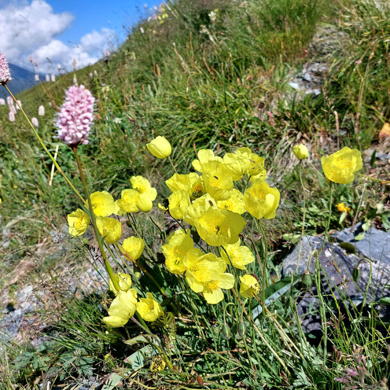 По пути встречаются цветы Алтай горцы розовые