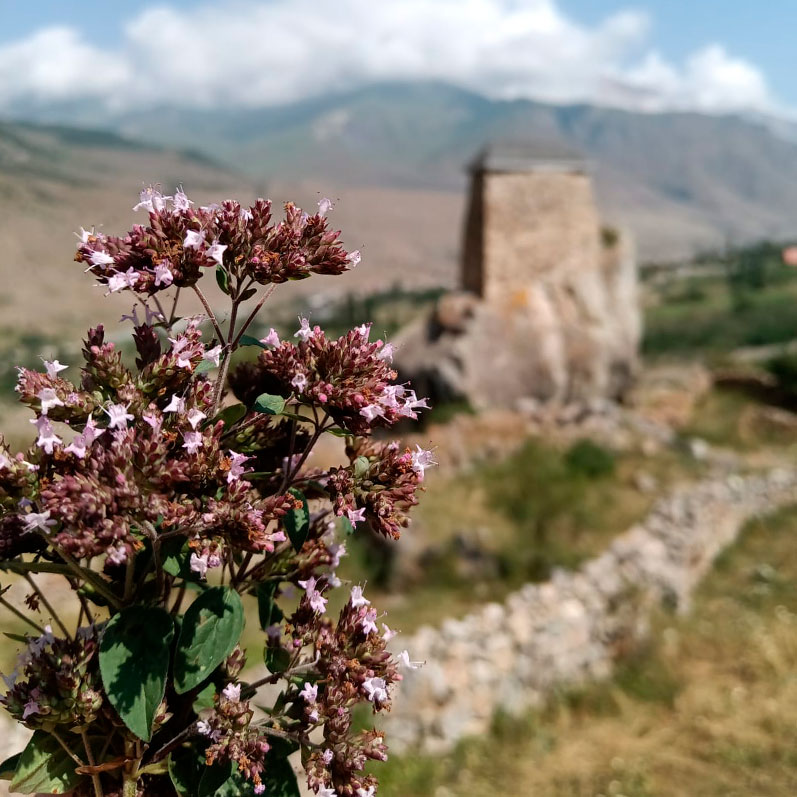 Верхняя Балкария цветы