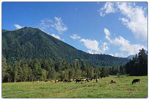 Поляна Таулу снимок