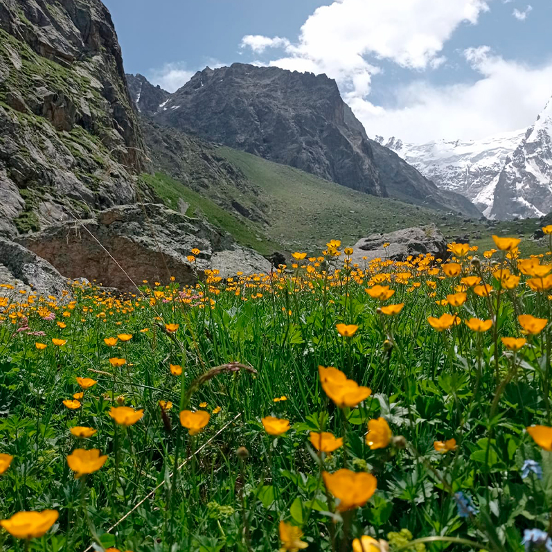 Цветы всегда украшают! Безенги цветы горы скалы