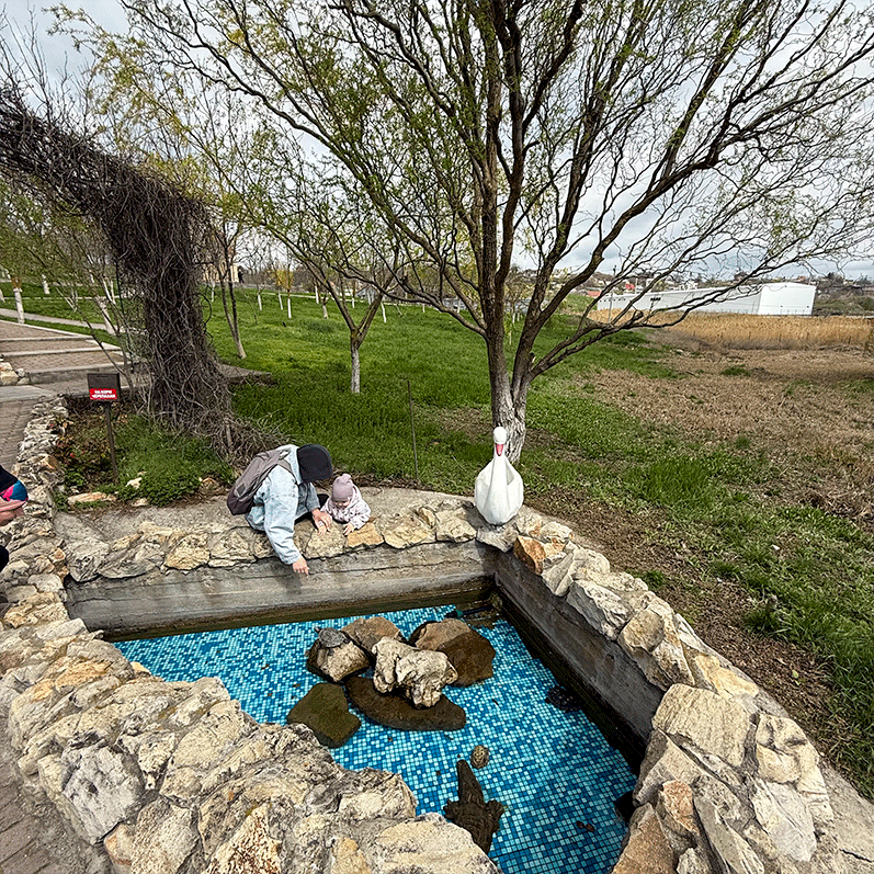 Черепашки отдыхают Черепахи бассейн