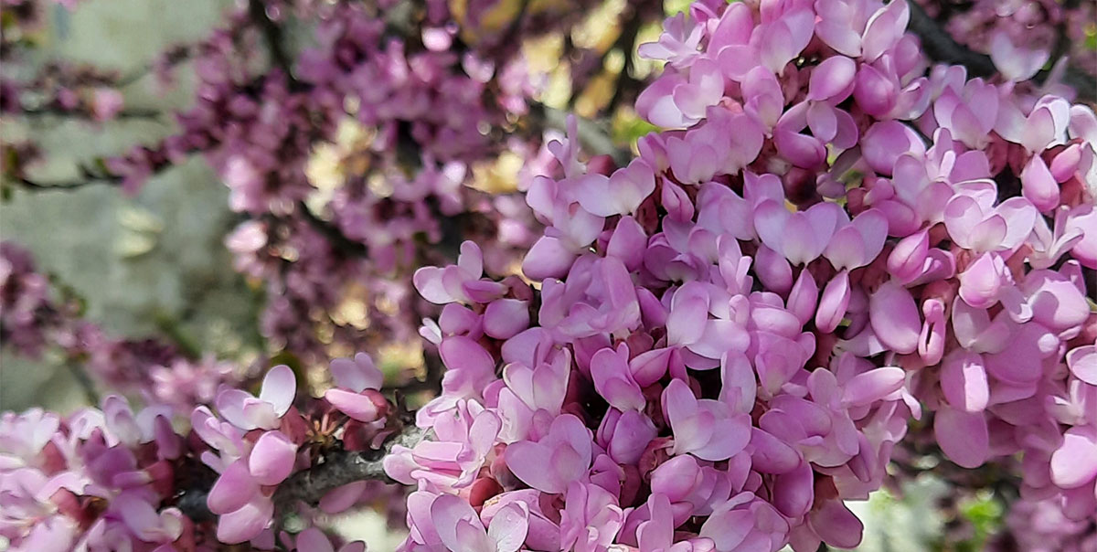 Крым розовые цветущие цветы