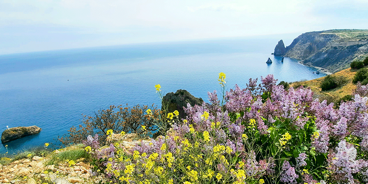 Крым мыс Фиолент море цветы