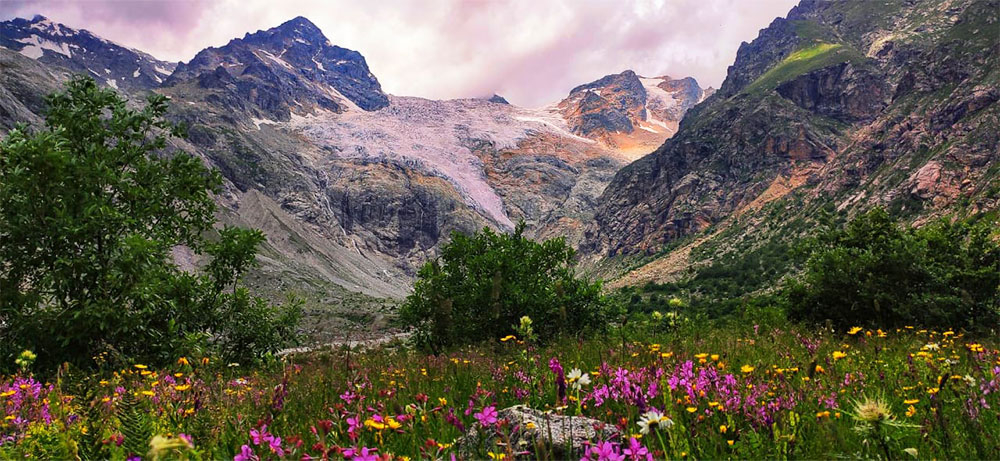 Дигория ледник Тана цветы