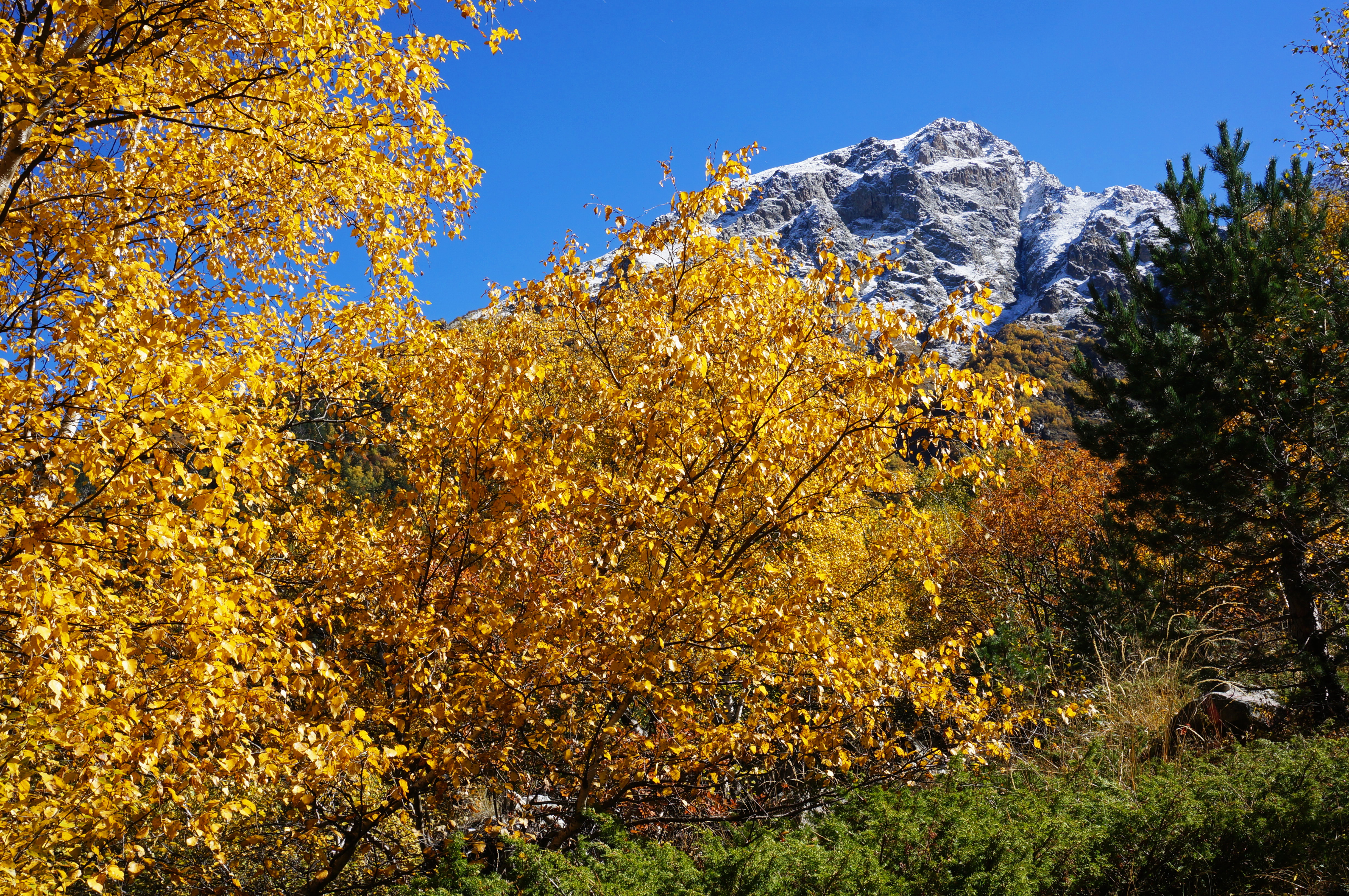 Золотая осень деревья снег горы Кавказ