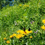 Озеро Павлиний глаз