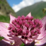 Цветы Кавказа
