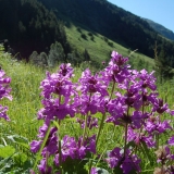 Цветы Кавказа