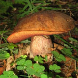 Ягоды и грибы Кавказа