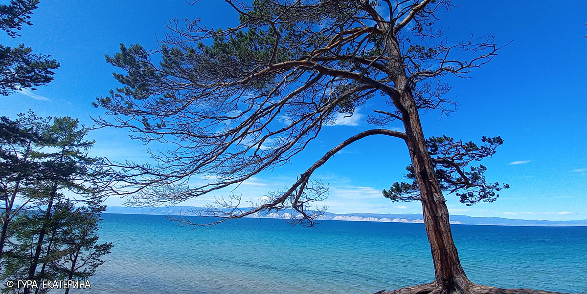 Байкал лето голубая вода фото дерево
