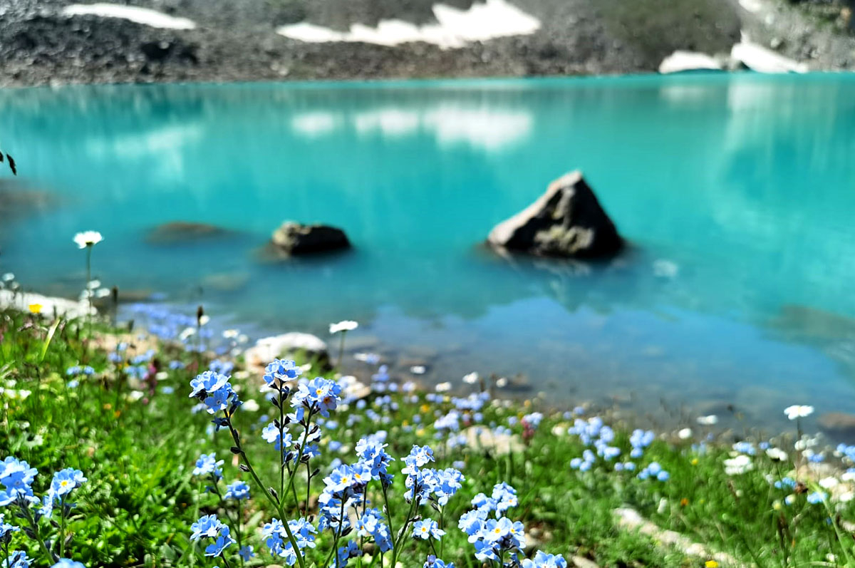 Софийское озеро лето июль голубые незабудки