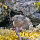 Поход на Алтай Шавлинские озера 20
