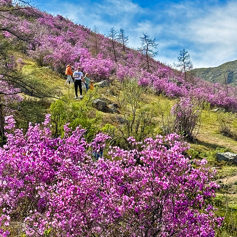 Тур цветение маральника Алтай фото 6