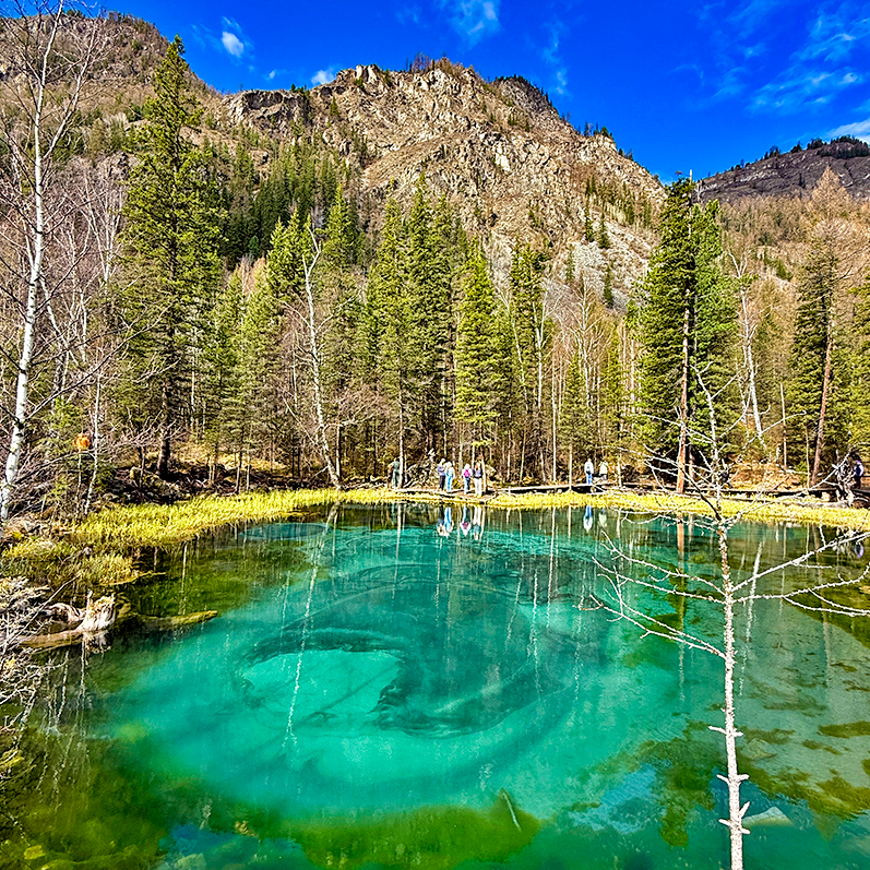 Тур цветение маральника Алтай фото 9