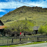 Цветение маральника на Алтае. Майские в сиреневых горах.