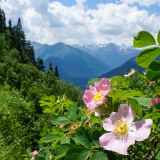 Тур в Архыз с гостиницей фото 29