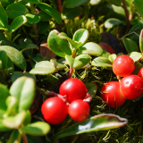 Тур в Архыз с гостиницей фото 44