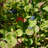 Тур в Архыз с гостиницей фото 47