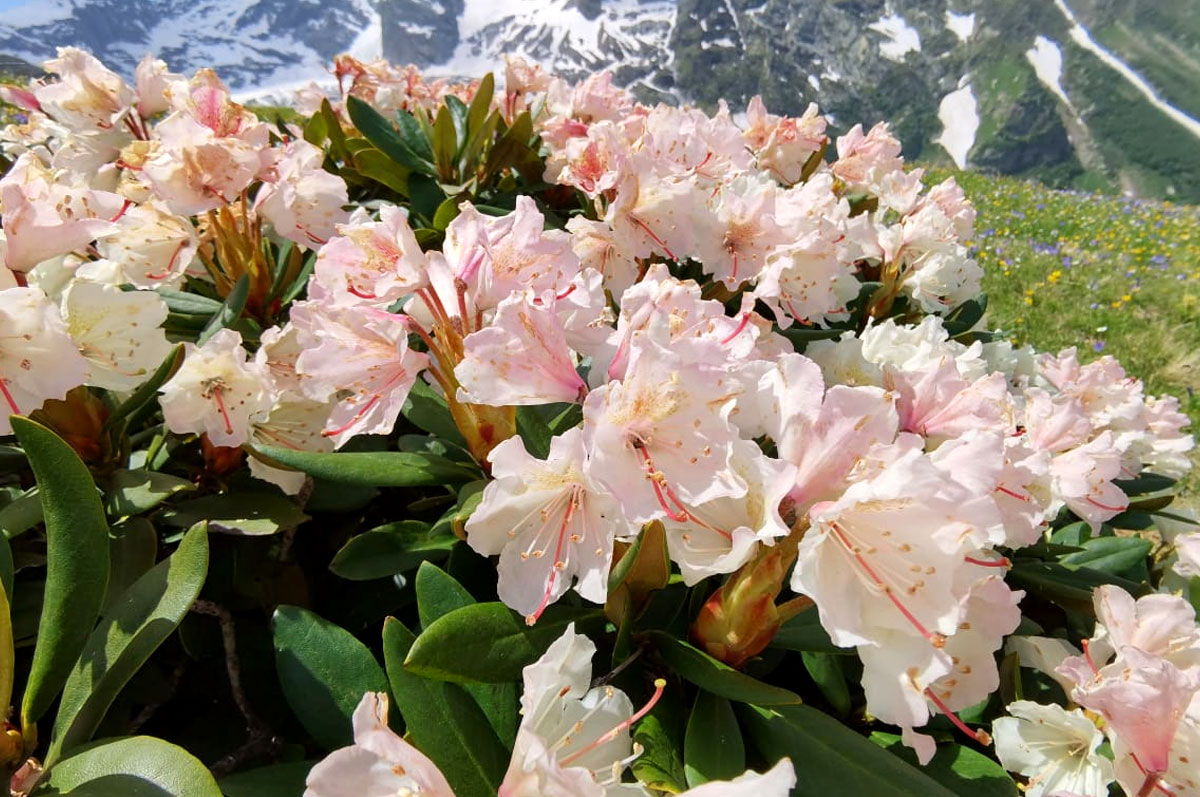 Архыз Рододендрон розовый цветет