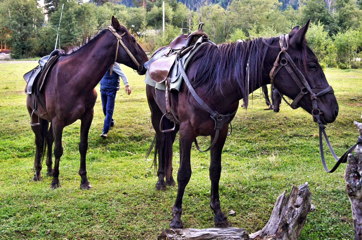 Кавказ Архыз лошади прогулка фото