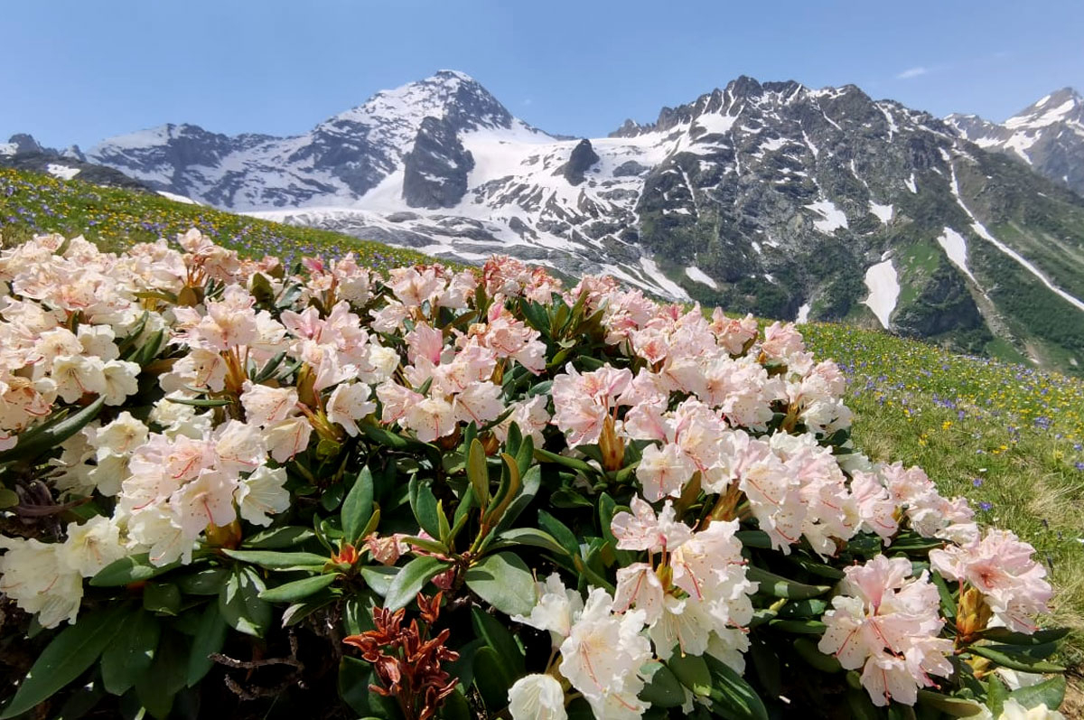 Кавказ Архыз рододендроны розовые