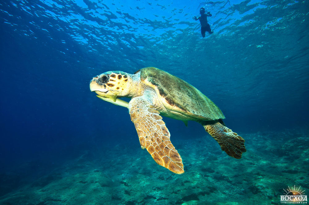 Морская черепаха в Турции