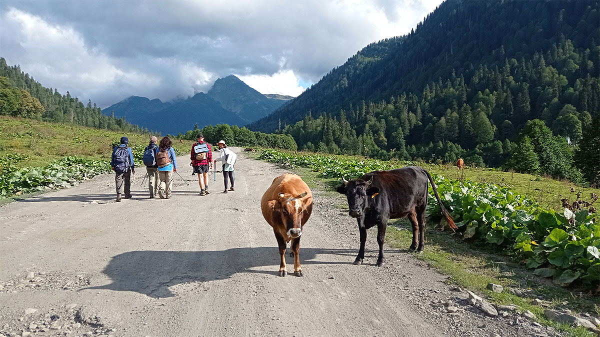 Коровы туристы дорога горы