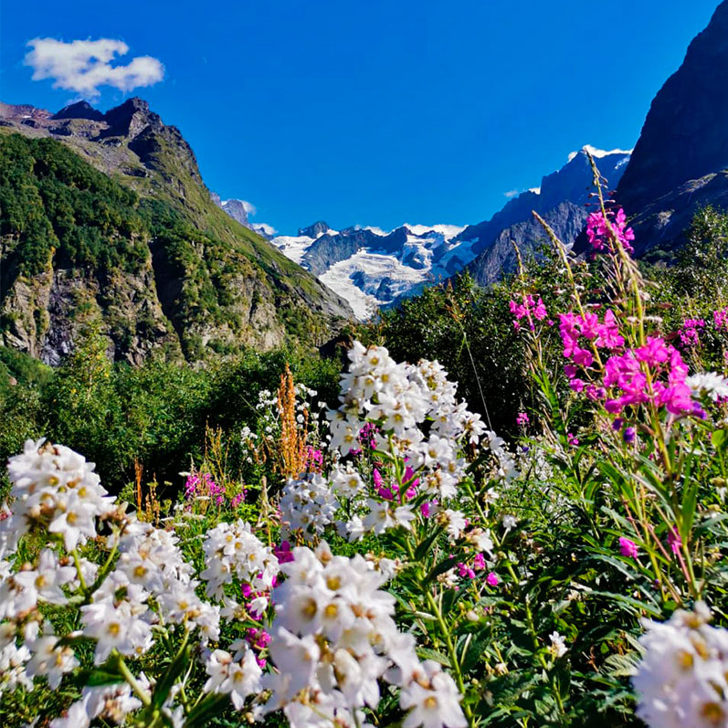 Кавказ альпийские луга цветы фотография