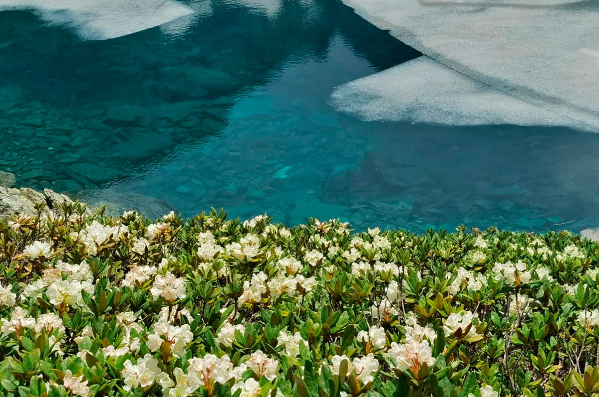 Кавказ горное озеро льдины рододендроны