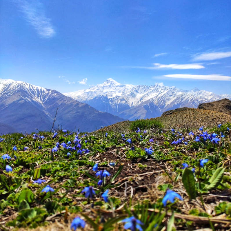 Голубые цветы горы трава