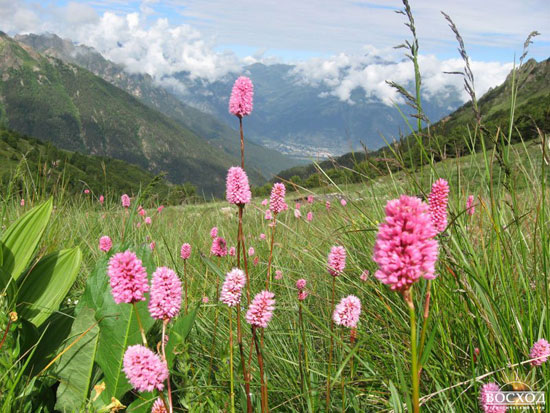 Цветы Кавказа. Розовые горцы