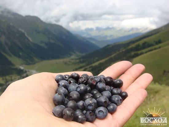 Архыз. Фото ягоды Кавказа