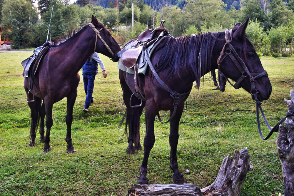 Коричневые лошади Кавказ