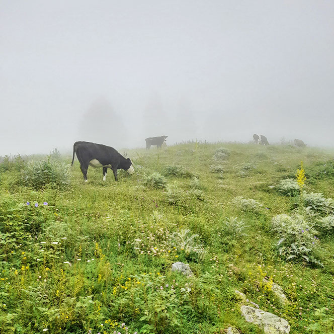 Туман трава коровы