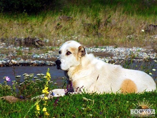 Кавказ. Белый пес